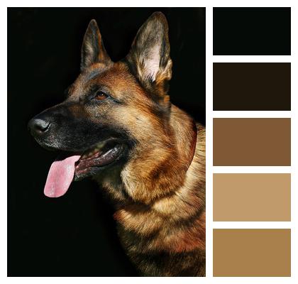 German Shepherd Dog Dog Portrait Image